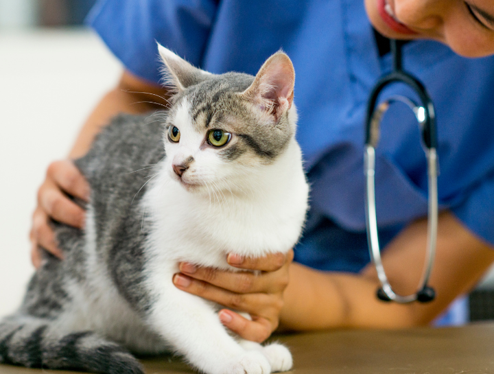 Preventive Care for Cats